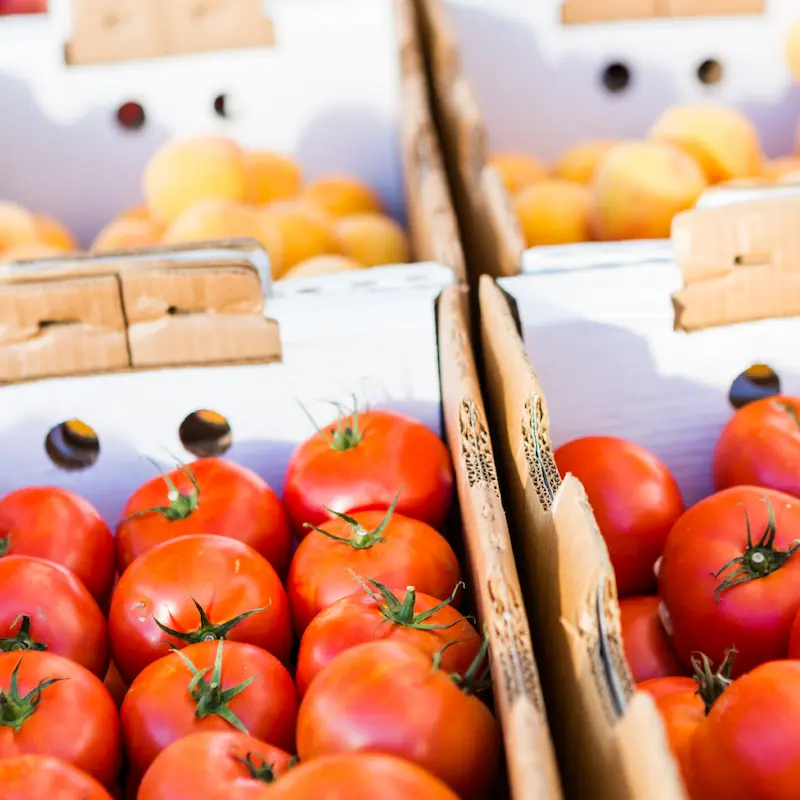 Finca Agromenorca cultivando frutas y verduras Km0