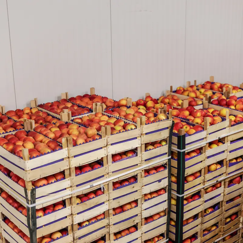 Invernadero en Agromenorca con cultivo sostenible de frutas y verduras