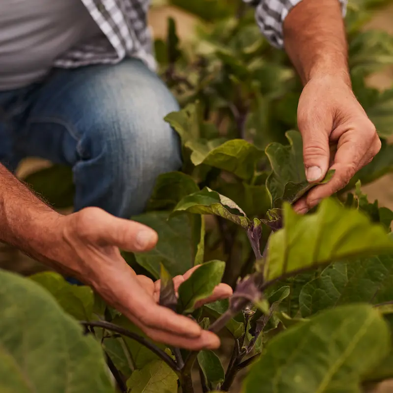 Paisaje de fincas de Agromenorca en Menorca, cultivo respetuoso con el entorno