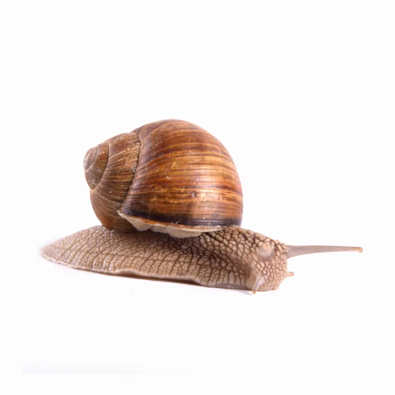 Imagen ilustrativa del producto